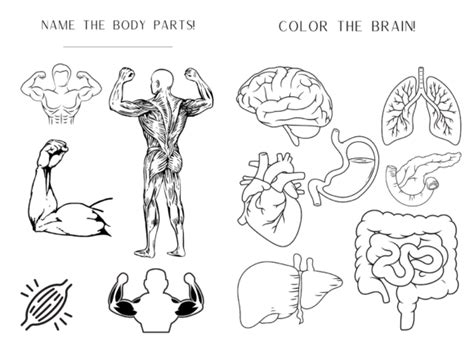 Human Anatomy Coloring Pages For Kids