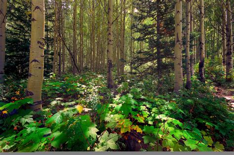 🔥 [50+] Aspen Forest Wallpapers | WallpaperSafari