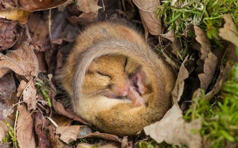 How to hibernate like a pro