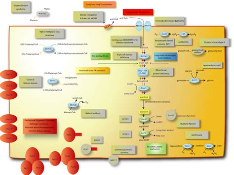 Peroxisomal disorders; Adrenoleukodystrophy, Neonatal; Hyperpipecolic ...