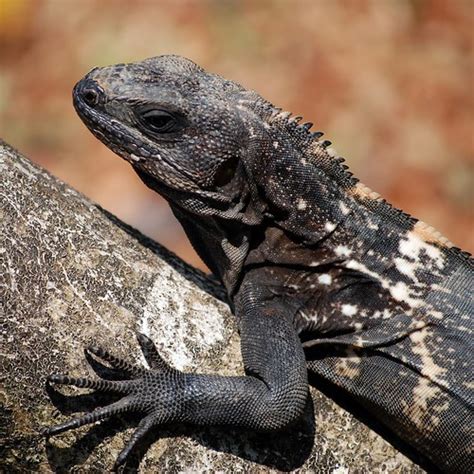 Roatán Spiny-tailed Iguana (Ctenosaura Oedirhina) | Close-up… | Flickr