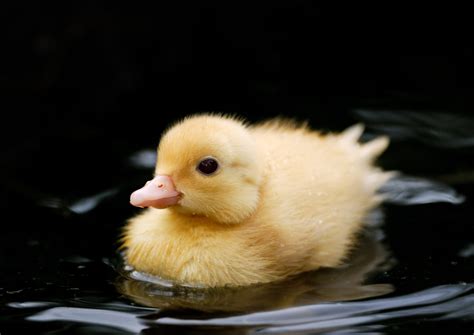 Duckling - Langkawi Wildlife Park