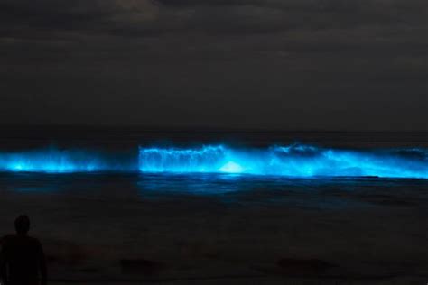 Experience the Magic of Bioluminescence Kayaking at Cocoa Beach ...