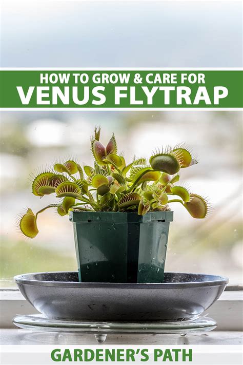 How To Care For A Venus Flytrap As A Houseplant - Dionaea Muscipula