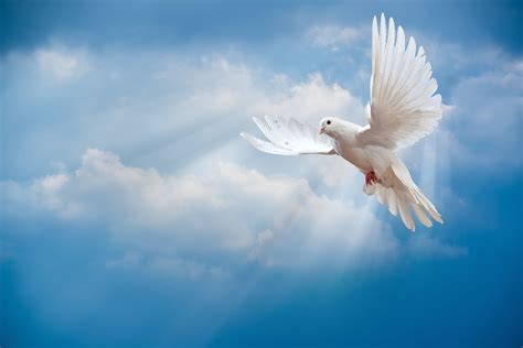 Download wallpaper dove, peace, sky, pigeon, white, sunrays, white dove, bird, peace, animals ...