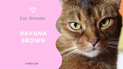 Havana Brown Cat Breed - Facts, Origin, History and Personality Traits