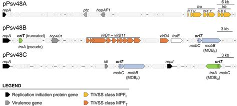 Frontiers | Multiple relaxases contribute to the horizontal transfer of the virulence plasmids ...