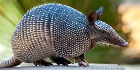 Nine-Banded Armadillo