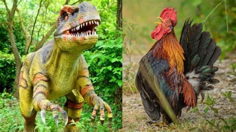 Are Chickens Dinosaurs? (What science says about this idea) – ChickensLife