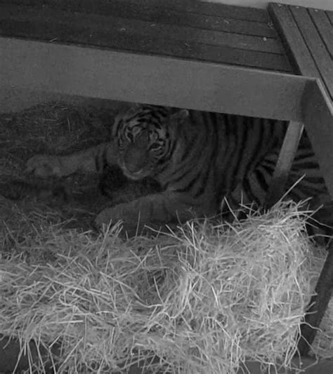 Tiger gives birth to 3 cubs after 104-day pregnancy at Toronto Zoo