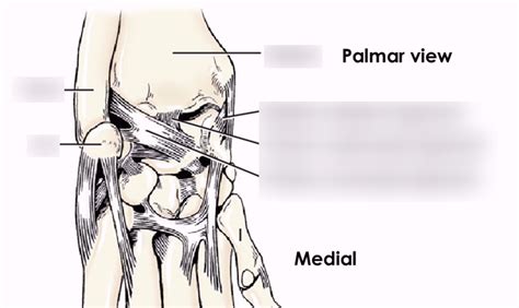 Carpal Bone Ligaments (Palmar) Diagram | Quizlet