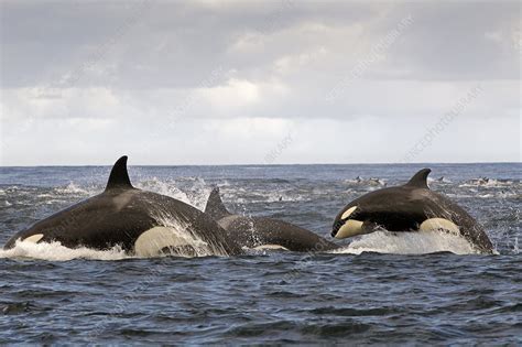 Orca pod hunting Common dolphin at surface - Stock Image - C042/8642 ...