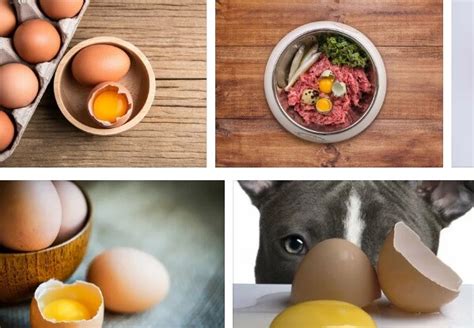 Cracked Raw Egg Over Dog Food Benefits - Raw Egg in Dry Dog Food