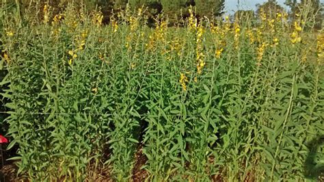 Late-summer Legume Cover Crops behind Corn | Panhandle Agriculture