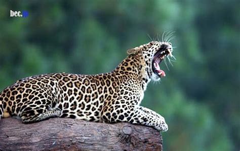 THE ANIMAL WILDLIFE: MACAN TUTUL JAWA (java leopard_panthera pardus melas)