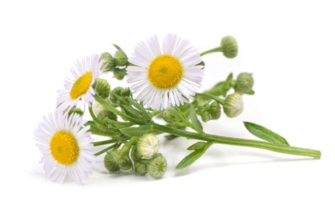 Chamomile Extract | Matricaria Chamomilla Supplement