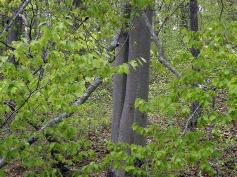 Fagus grandifolia (Fagaceae) image 135851 at PhytoImages.siu.edu