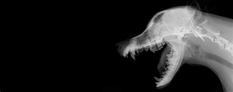 Radiographs for Dogs - Bioscint