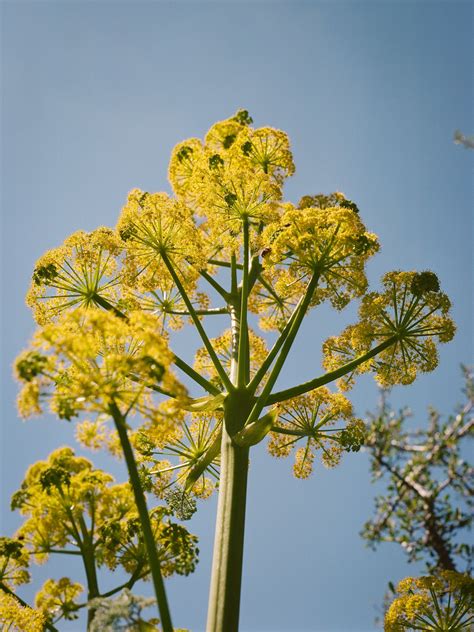 This miracle plant was eaten into extinction 2,000 years ago—or was it?