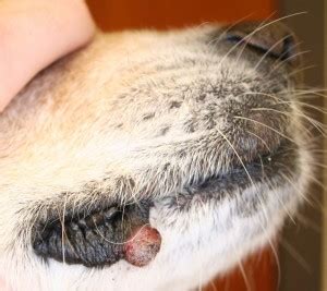 Cancer Photos | Animal Dermatology Referral Clinic (ADRC)