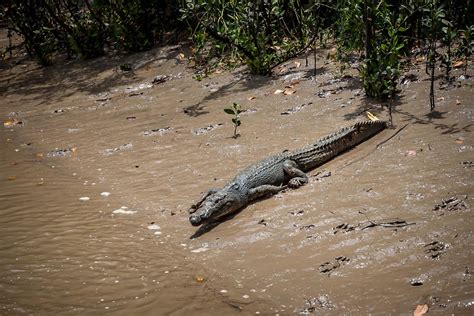 Adelaide River Jumping Crocs Cruise-17 | Crocodile Adelaide … | Flickr