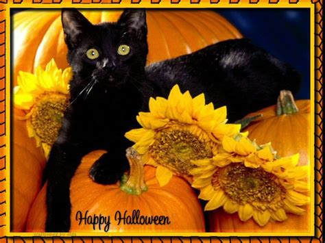 Halloween Screensavers Free | Free beautiful halloween cat Wallpaper - Download Free ...