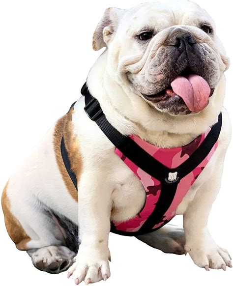 10 Best French Bulldog Harness Reviews 2020