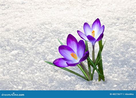 First crocus flowers stock image. Image of park, flower - 48273677