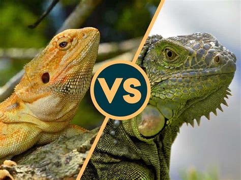 Bearded Dragon vs Iguana (Which Makes a Better Pet?)