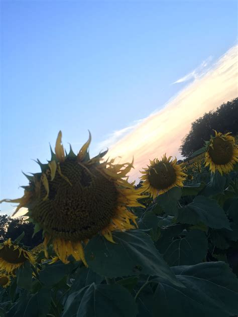 Sunflower Farm