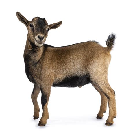 Brown Agouti Pygmy Goat, Isolated on White Background Stock Photo ...