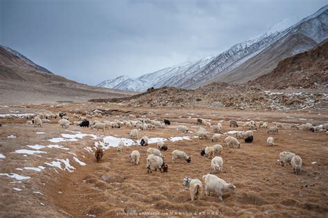 Cold Desert - Changthang, India Himalaya during winter on Behance