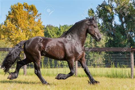 Friesian horse, Horses, Friesian