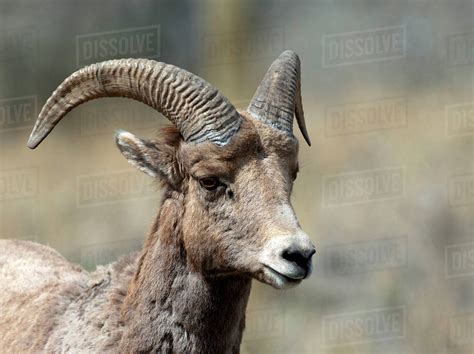 Rocky Mountain Bighorn sheep ewe in the Cascade mountains of British Columbia along the Thompson ...