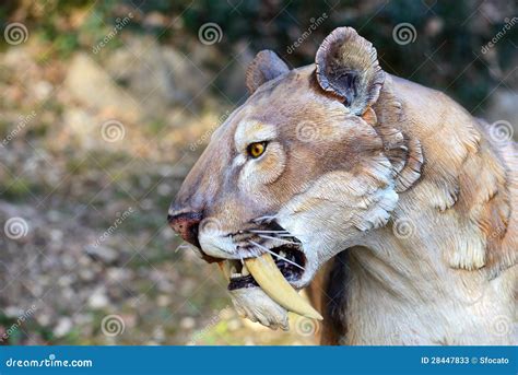 Saber Tooth Tiger Skull Royalty-Free Stock Image | CartoonDealer.com ...