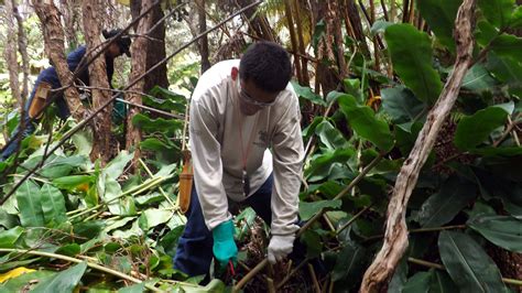 Forest Restoration Project- August 17, 2018 - Friends of Hawai‘i ...