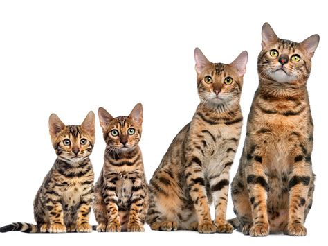 How Big Is a Bengal Cat Size? | UKPets