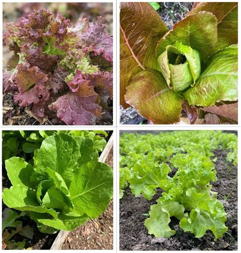 Lettuce Seeds Combo Pack of 4 Varieties - Mountain Top Seed Bank