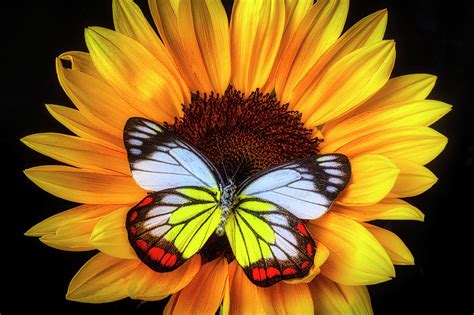 Gorgeous Butterfly On Sunflower Photograph by Garry Gay | Fine Art America