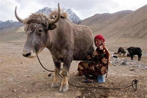 Sorry... | Tajikistan, The sunday times, Animals