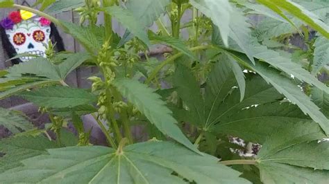 Male Cannabis Plant: Pollen Sacs - YouTube