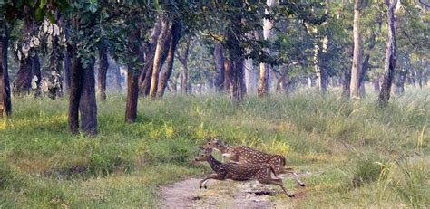 Fauna in Pench National Park, Pench Flora