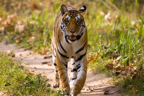 India Wildlife Tourism | National Parks & Wildlife Sanctuaries in India