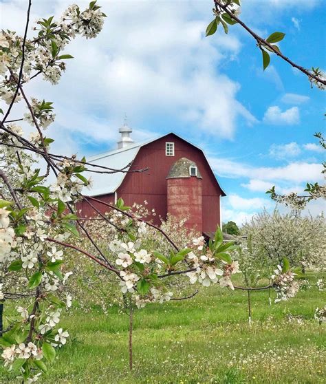 Cherry Blossoms in Door County, Wisconsin