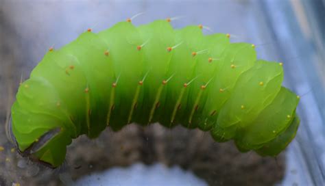 large bright green caterpillar - Antheraea polyphemus - BugGuide.Net