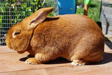 Red New Zealand Rabbits – Aviary Birds And Co