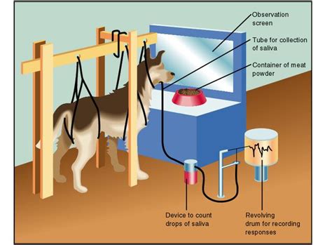 CLASSICAL CONDITIONING-Pavlov Learning Theory | Dr. V.K. Maheshwari, Ph.D