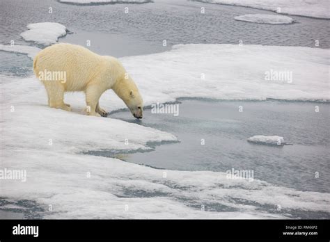 Un oso polar (Ursus maritimus) cazando focas en el mar de hielo podrido ...