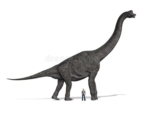 Brachiosaurus Size Compared To Man Stock Illustration - Illustration of reptile, dinosaurs: 12549575