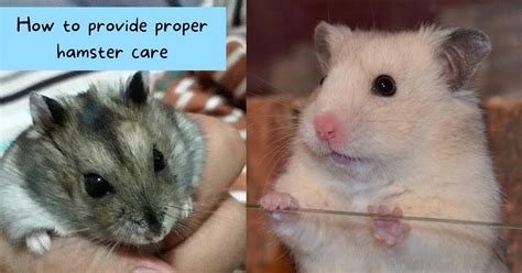 15 Proper Hamster Care Tips: How to be a good hamster parent